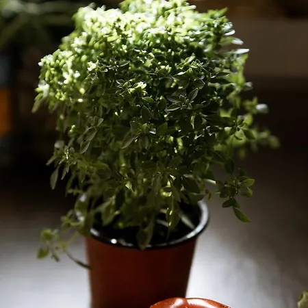 住宿加早餐酒店 Madalenas