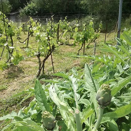 Bed and breakfast Madalenas Pelekas